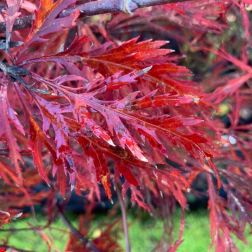 Acer palm."Diss. Garnet" japán juhar CLT20