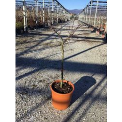 ACER (ROSSI) PALM. DISS. INABA SHIDARE LV 9 MINI STANDARD vöröslevelű japán juhar