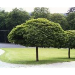 Acer plat."Globosum" CLT18 6/8 korai juhar