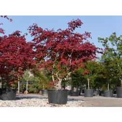 Acer jap."Aconitifolium" CLT25 v&ouml;r&ouml;svir&aacute;g&uacute; juhar