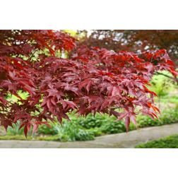 Acer palm."Fireglow" CLT35 175/200 jap&aacute;n juhar