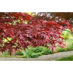 Acer palm."Fireglow" clt70 150/175 jap&aacute;n juhar