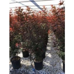 ACER PALMATUM SKEETERS BROOM CLT. 10 vöröslevelű japán juhar