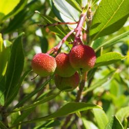 ARBUTUS UNEDO CLT. 18 Nyugati szamócafa