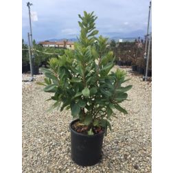 ARBUTUS UNEDO LV 9 MINI STANDARD szamócafa