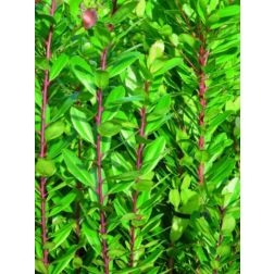 ARBUTUS UNEDO COMPACTUM CLT. 10 szamócafa