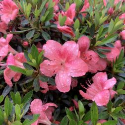 Azalea jap. CLT20 japán havasszépe