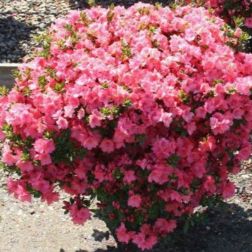 AZALEA JAPONICA BLAAUW"S PINK CLT. 7 Japán havasszépe
