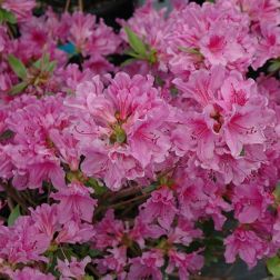 Azalea jap."Purple splendour" japán díszcseresznye CLT7