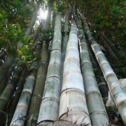 BAMBUSA (DENDROCALAMUS) GIGANTEA CLT. 18 150/200 Óriásbambusz