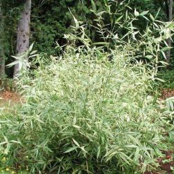 BAMBUSA METAKE VARIEGATA (ARUND.JAP.VARIEG.) CLT. 18 100/150 Japán nyílbambusz