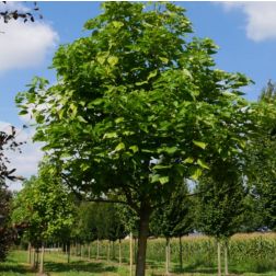 Catalpa bign. CLT18 8/10 ÚTSORFA szívlevelű szivarfa