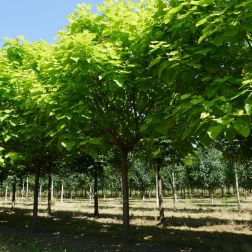 CATALPA BIGNONIOIDES AUREA CLT. 18 8/10 STANDARD Gömbszivarfa