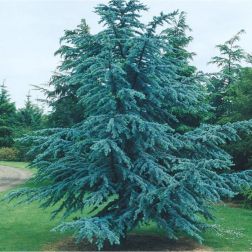 CEDRUS ATLANTICA CLT. 25 125/150 Atlaszcédrus