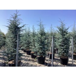 CEDRUS ATLANTICA GLAUCA CLT. 90 250/300 kék cédrus