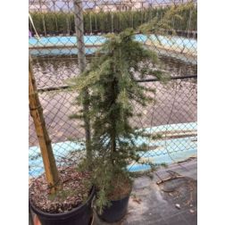 CEDRUS DEODARA PENDULA CLT. 18 150/175 himalájai cédrus