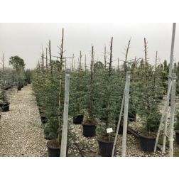 CEDRUS DEODARA ROBUSTA GLAUCA CLT. 35 175/200 kék himalájai cédrus