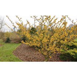 Chimonanthus praecox CLT18 125/150 illatos tündérfa