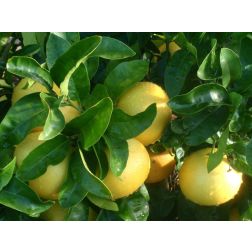 CITRUS PARADISI (POMPELMO) LV 12 60/80 Grapefruit