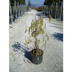 CORYLUS AVELLANA CONTORTA CLT. 15 80/100 európai mogyoró