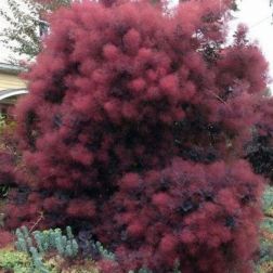 COTINUS COGGYGRIA ROYAL PURPLE CLT. 10 Cserszömörce