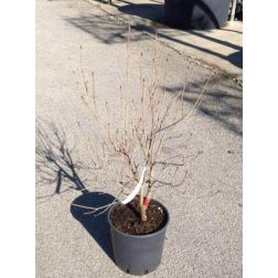Cornus kousa CLT10 csillagsom