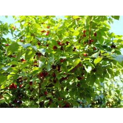 Cornus mas CLT10 húsos som