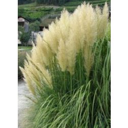 CORTADERIA SELLOANA (GYNERIUM ARGENTEUM) CLT. 3 pampafű