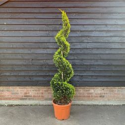 CUPRESSOCYPARIS LEY. CASTLEWELLAND GOLD LV 24 SPIRAL Aranyos-csipkés ciprus