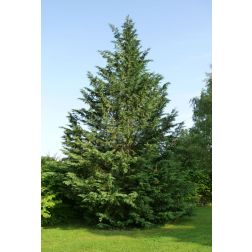 CUPRESSOCYPARIS LEYLANDII CLT. 18 HALF STANDARD Leyland ciprus