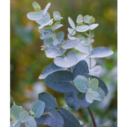 EUCALYPTUS GUNNII CLT. 18 HALF STANDARD Tasmaniai havasi eukaliptusz