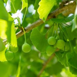 GINKGO BILOBA CLT. 10 FEATHERED Páfrányfenyő