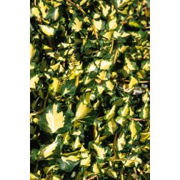 HEDERA HELIX ORO BOGLIASCO (GOLDHEART) CLT. 7 borostyán