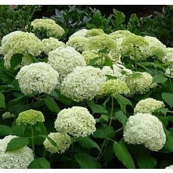 Hydrangea arb. "Annabelle" CLT3 cserjés hortenzia
