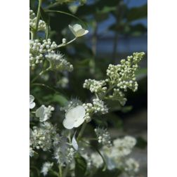 HYDRANGEA PANICULATA KYUSHU CLT. 10 hortenzia