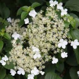 HYDRANGEA PETIOLARIS CLT. 5 Kúszó hortenzia