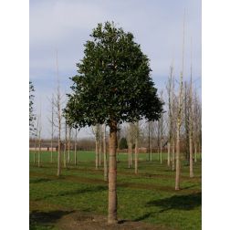 Ilex m. "Nellie Stevens" CLT5