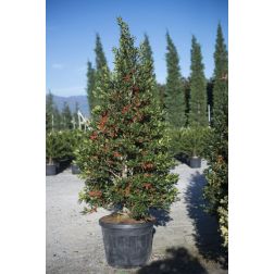 ILEX MUTCHAGARA NELLIE R. STEVENS CLT. 25 HALF STANDARD magyal