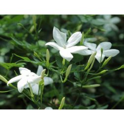 JASMINUM AZORICUM CLT. 3 Jázmin