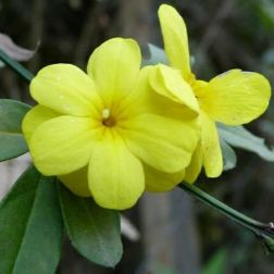 Kínai jázmin Jasminum Primulinum (Mesnyi) CLT3