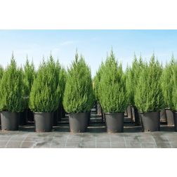 JUNIPERUS CHINENSIS STRICTA CLT. 10 kínai boróka