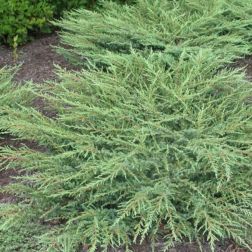 JUNIPERUS COMMUNIS GREEN CARPET CLT. 10 Boróka