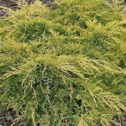 Juniperus med."Gold Star" CLT10 Arany lombú terülőboróka