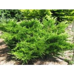 JUNIPERUS MEDIA MINT JULEP LV 9 MINI STANDARD Boróka