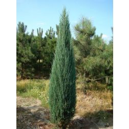 Juniperus virg."Blue Arrow" CLT18 virginiai boróka