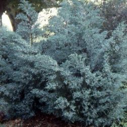 JUNIPERUS VIRGINIANA GREY OWL LV 9 MINI STANDARD Virginiai boróka
