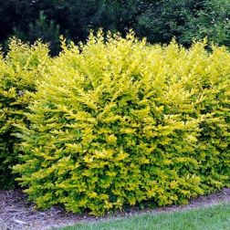 Ligustrum ov."Aureum" CLT2