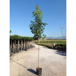 Liquidambar sty. CLT18 6/8 &Uacute;TSORFA amerikai &aacute;mbrafa