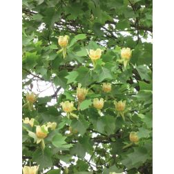 LIRIODENDRON TULIPIFERA CLT. 18 6/8 STANDARD amerikai ámbrafa