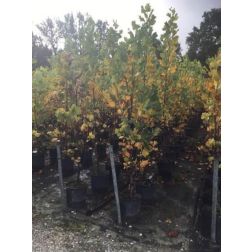 Liriodendron tu. CLT18 150/175 amerikai tulipánfa